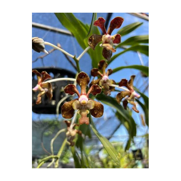 Vanda brunnea