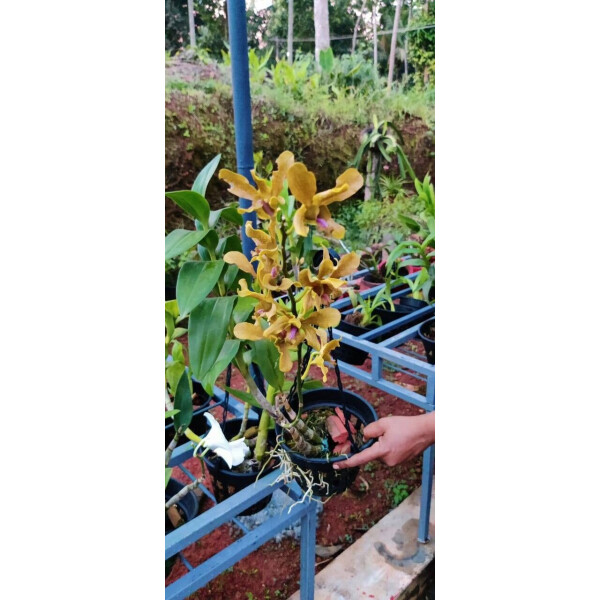 Dendrobium conanthum