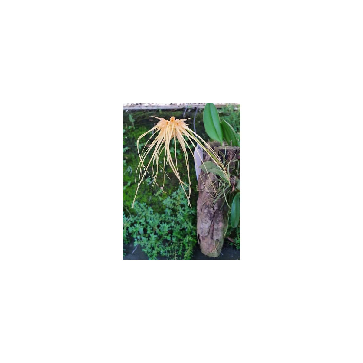 Bulbophyllum medusae box
