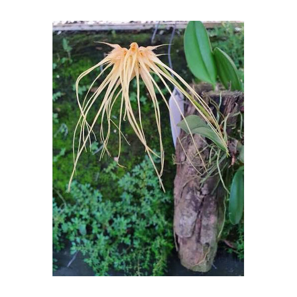 Bulbophyllum medusae