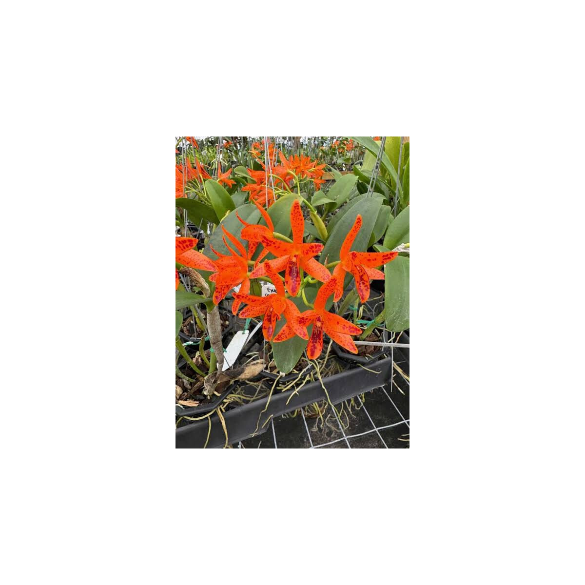 Cattleya aurantiaca orange box