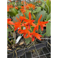 Cattleya aurantiaca orange