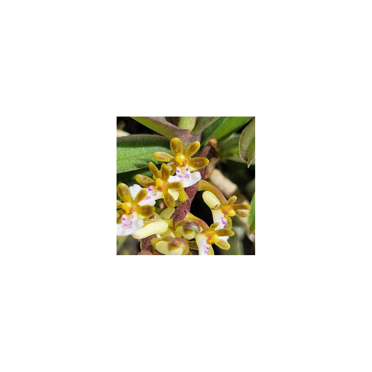 Trichoglottis fasciata box