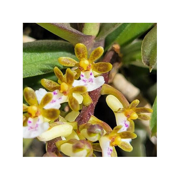 Trichoglottis fasciata