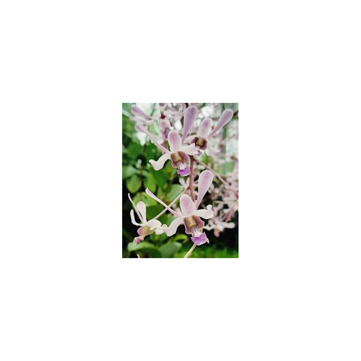 Dendrobium lineale box