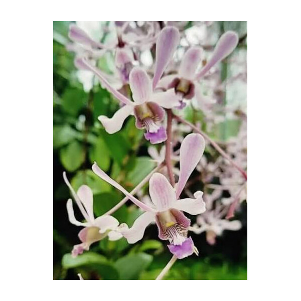 Dendrobium lineale