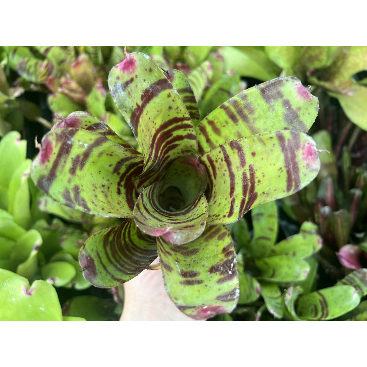 Neoregelia Pink Tiger box