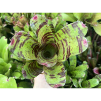 Neoregelia Pink Tiger