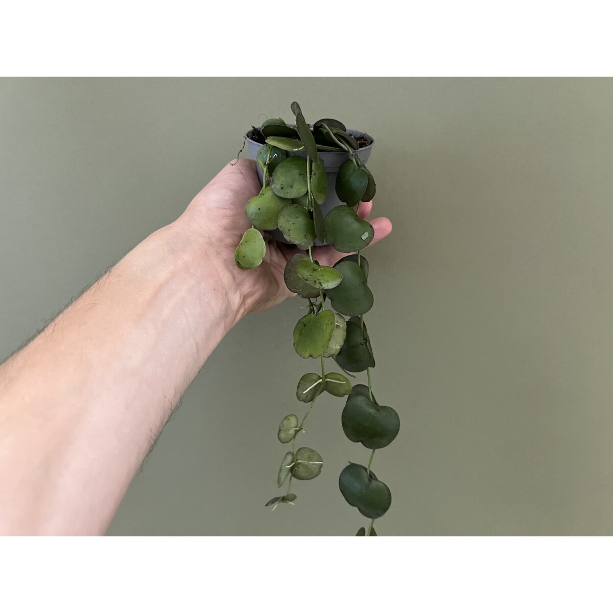 Dischidia platyphylla Indonesien