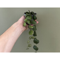 Dischidia platyphylla Indonesien