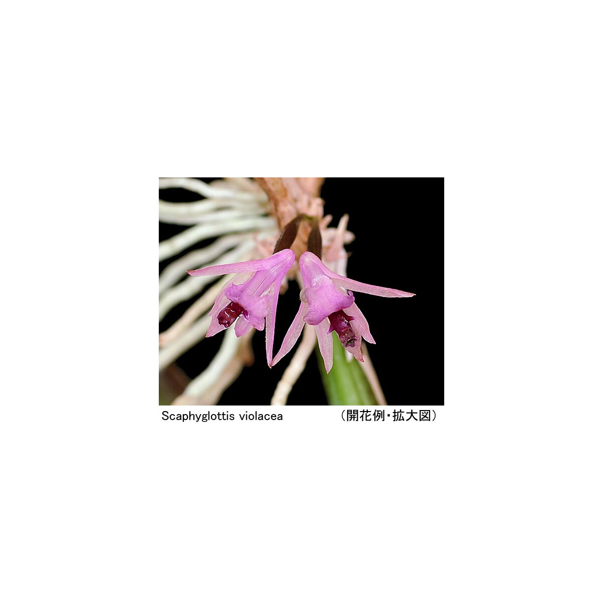 Scaphyglottis violacea