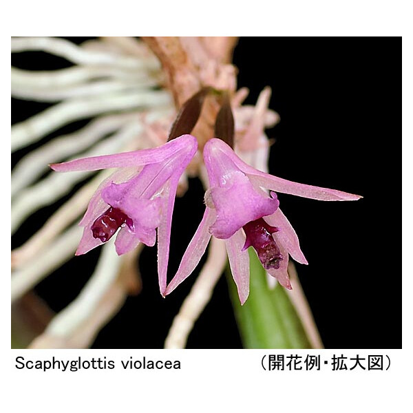 Scaphyglottis violacea