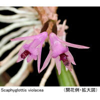 Scaphyglottis violacea