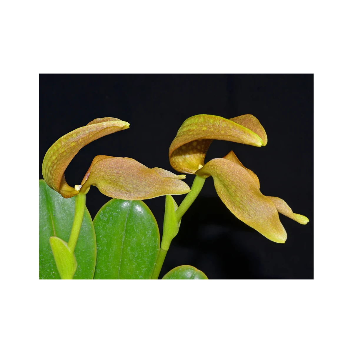 Bulbophyllum grandiflorum