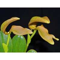 Bulbophyllum grandiflorum