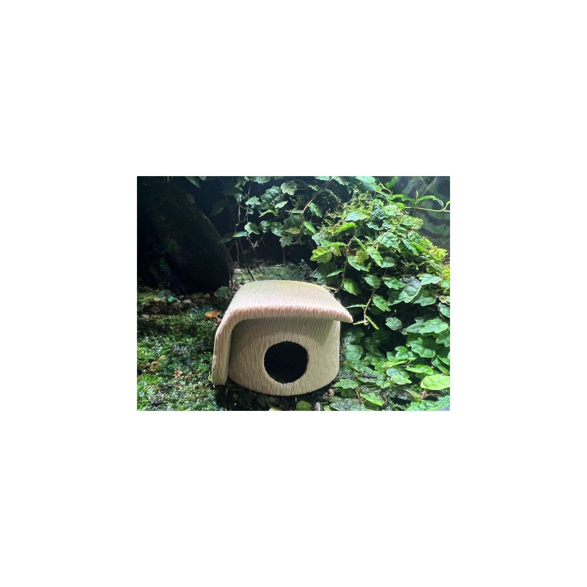 Laichhäusschen Jungle S box
