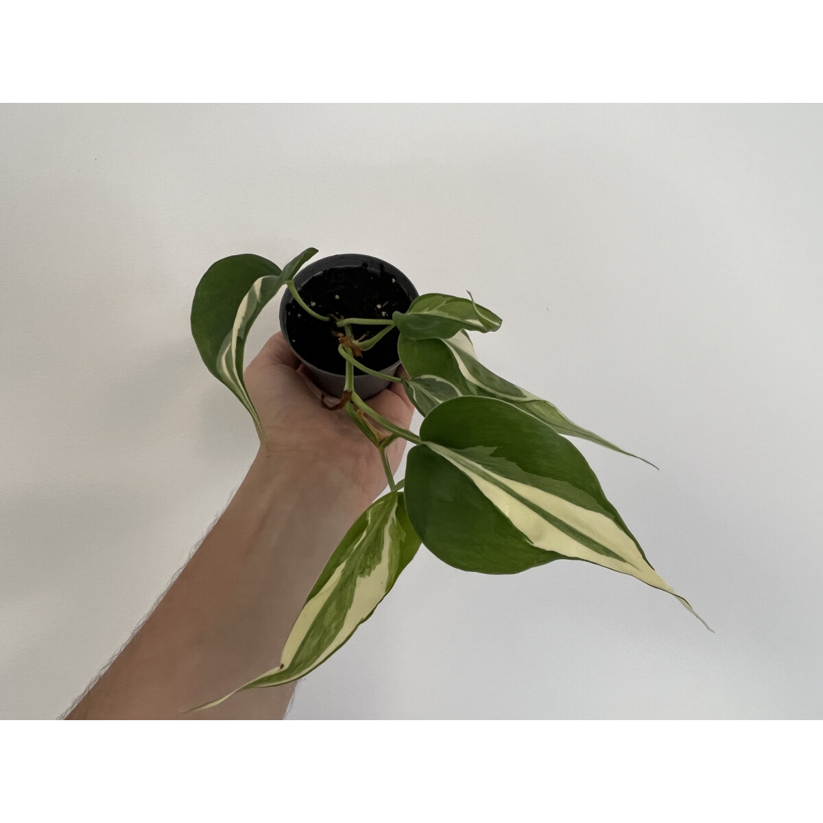 Philodendron Rio Gabriella Rarität