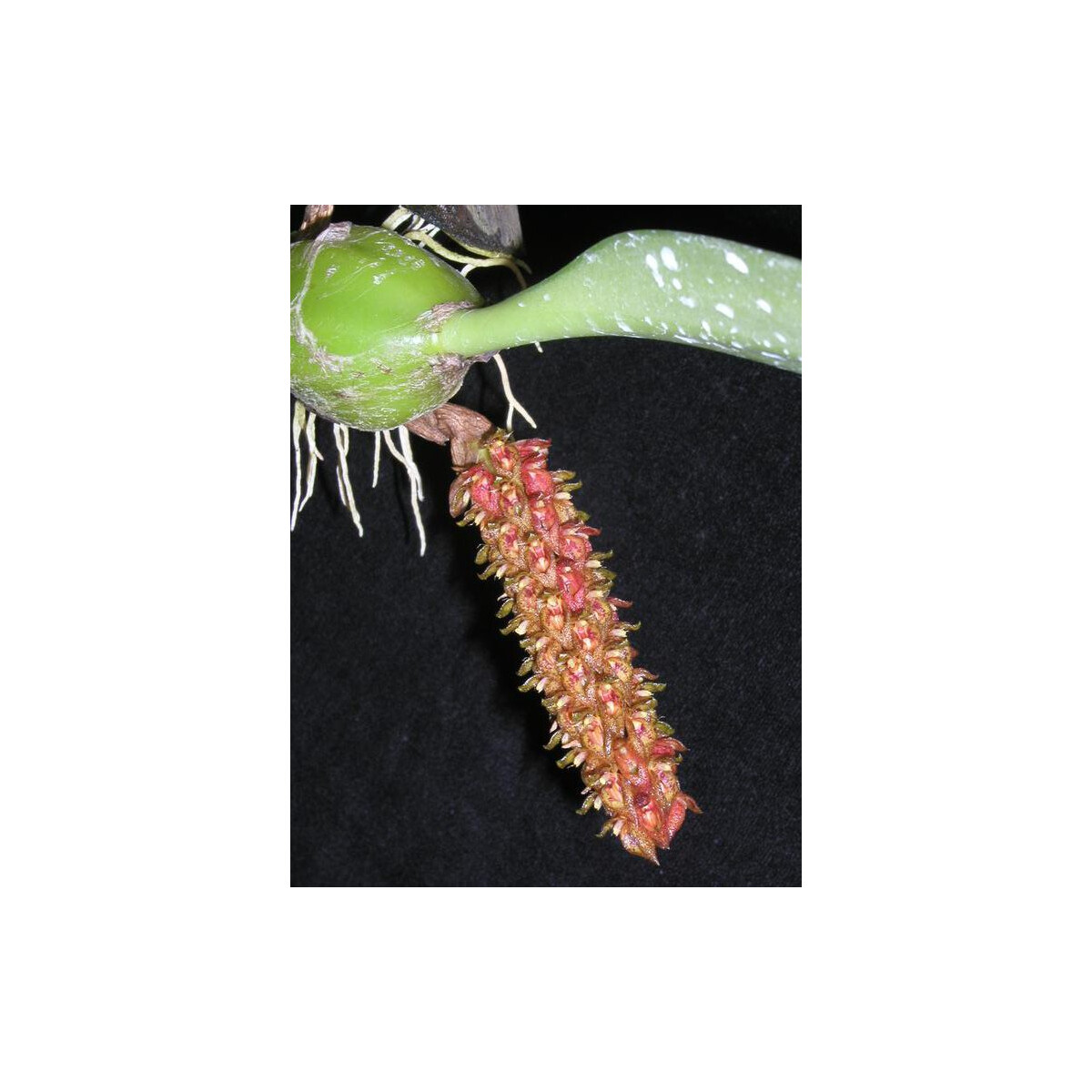 Bulbophyllum crassipes box