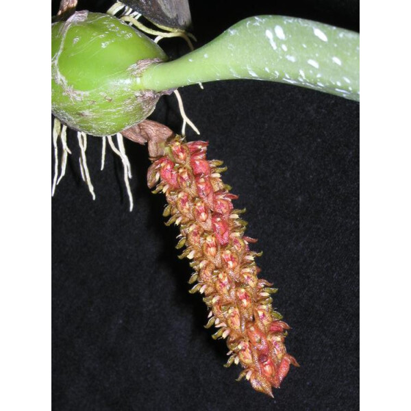Bulbophyllum crassipes