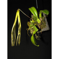 Bulbophyllum thiurum