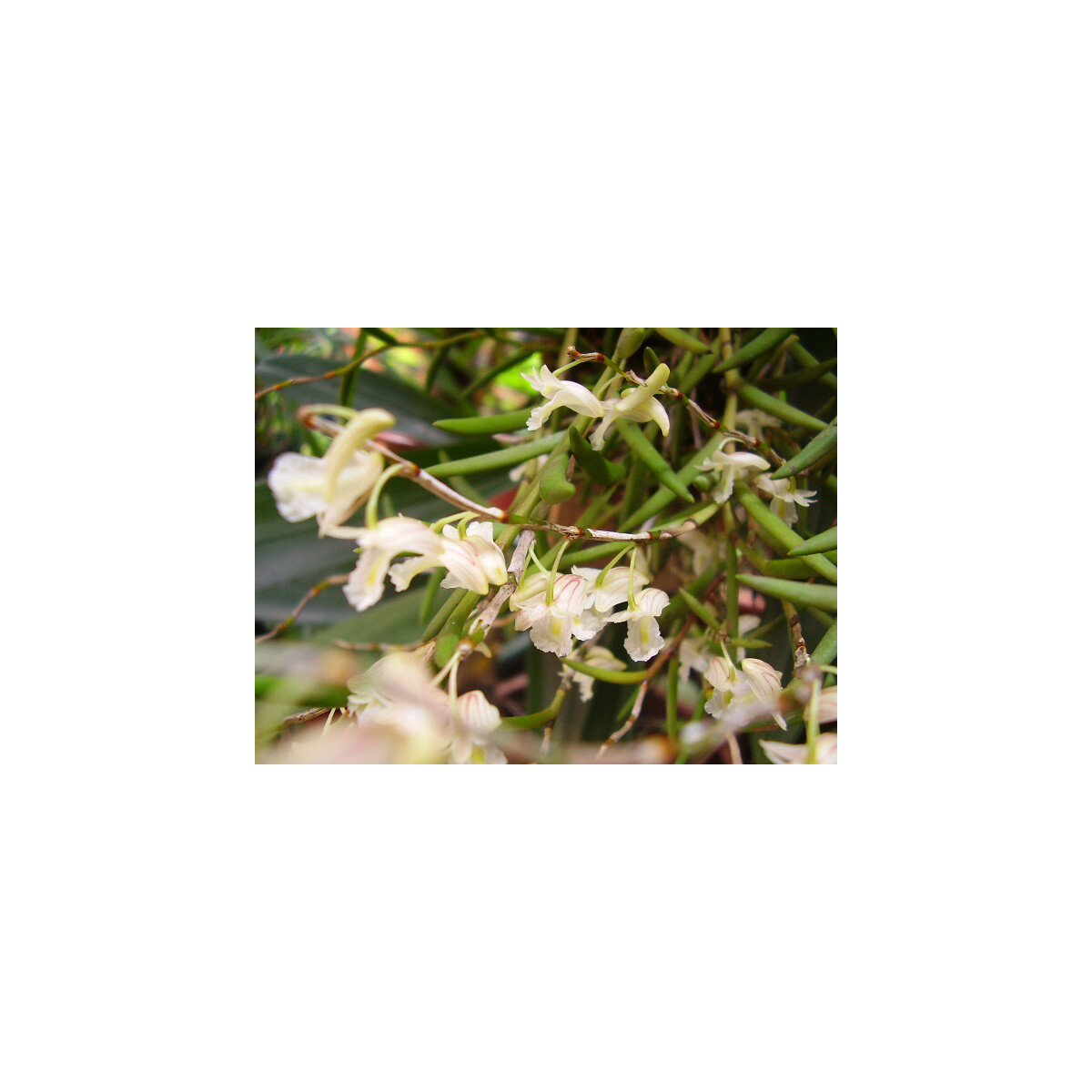 Dendrobium acerosum box