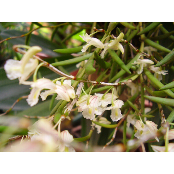 Dendrobium acerosum