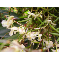 Dendrobium acerosum