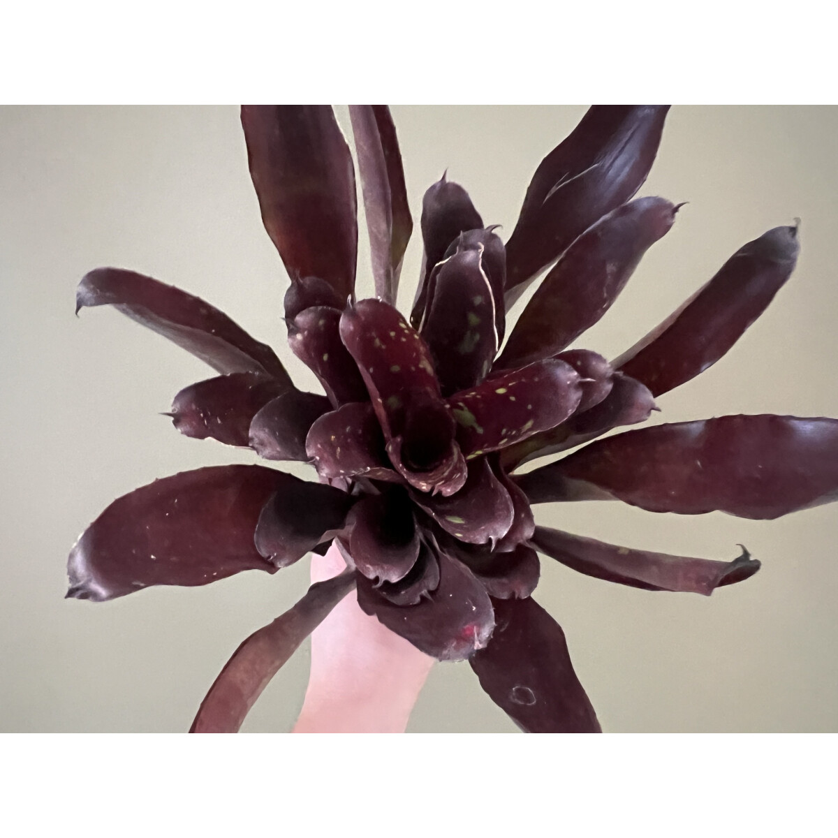 Neoregelia Red Yellowpointed box