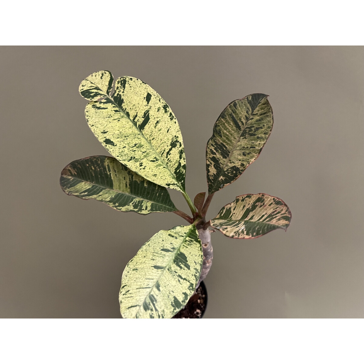 Frangipani Plumeria variegata box
