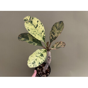 Frangipani Plumeria variegata