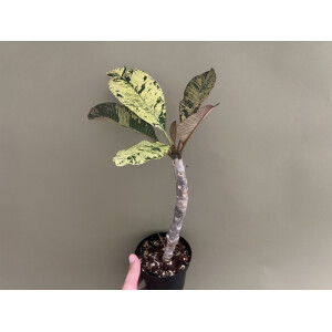 Frangipani Plumeria variegata
