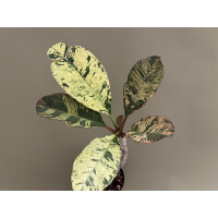 Frangipani Plumeria variegata