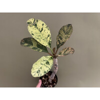 Frangipani Plumeria variegata