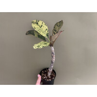 Frangipani Plumeria variegata