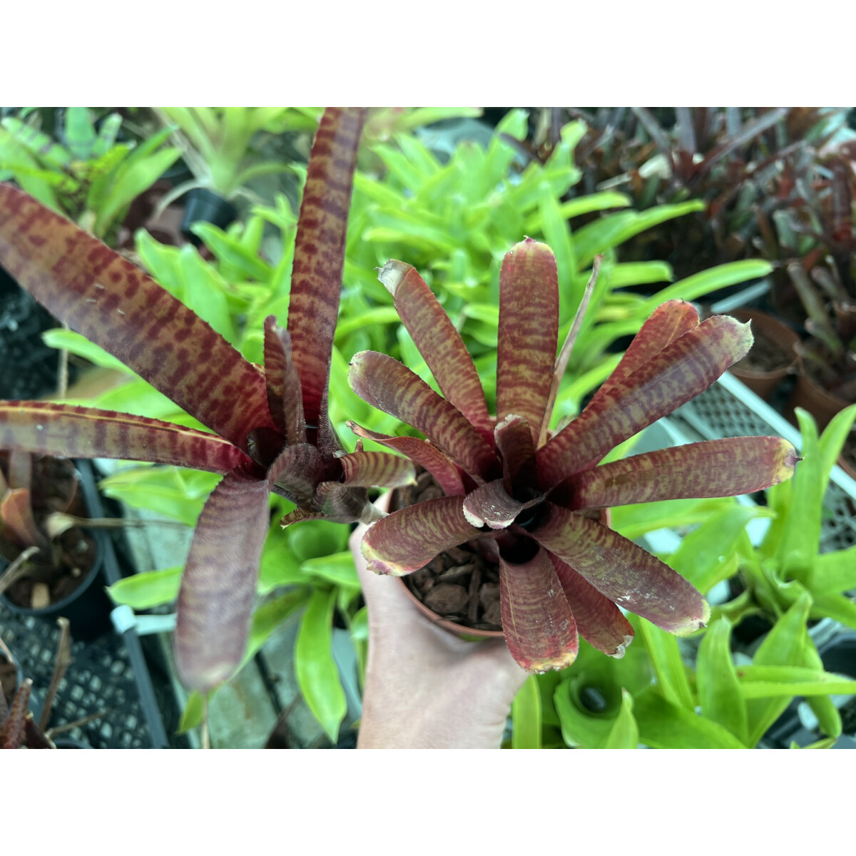 Neoregelia ampullacea red box