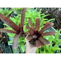 Neoregelia ampullacea red