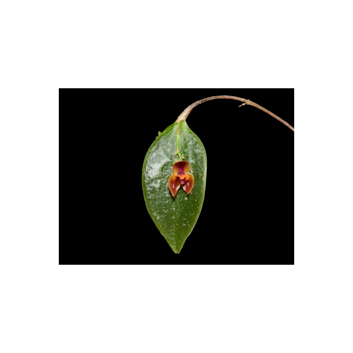 Lepanthes nutanticaulis box
