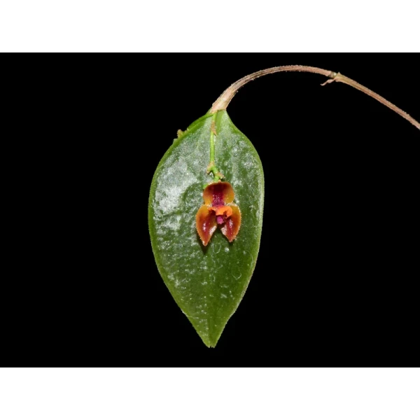 Lepanthes nutanticaulis