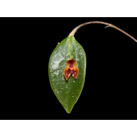 Lepanthes nutanticaulis