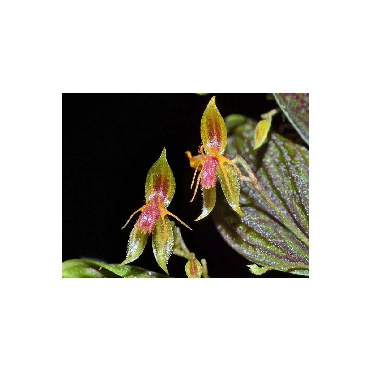 Lepanthes hexapus box