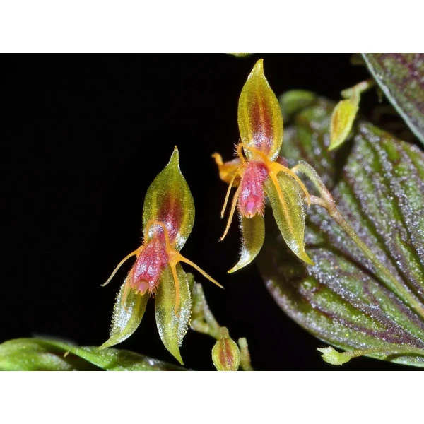Lepanthes hexapus