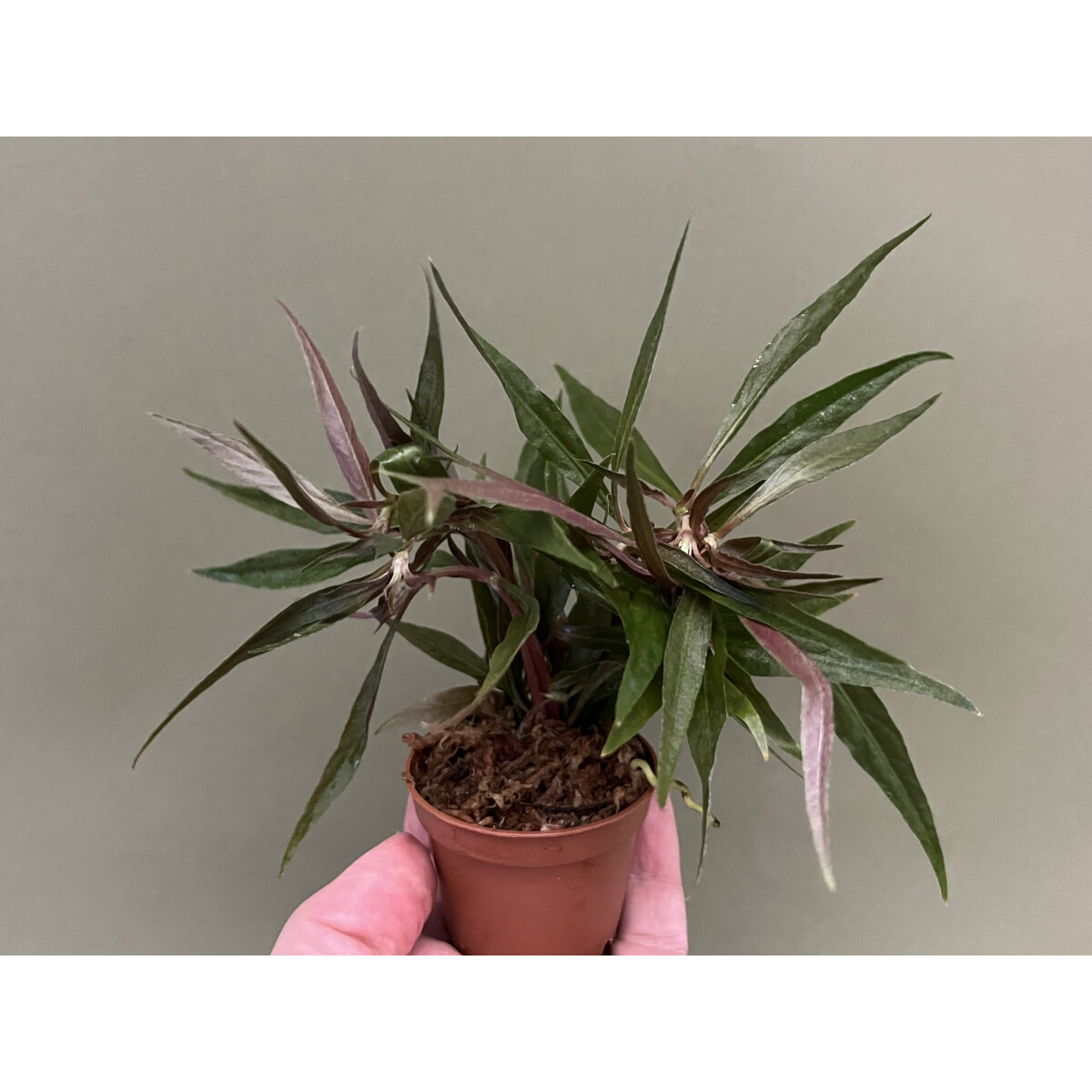 Alternanthera reineckii var roseifolia box