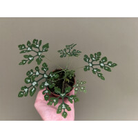 Adenia Perrieri