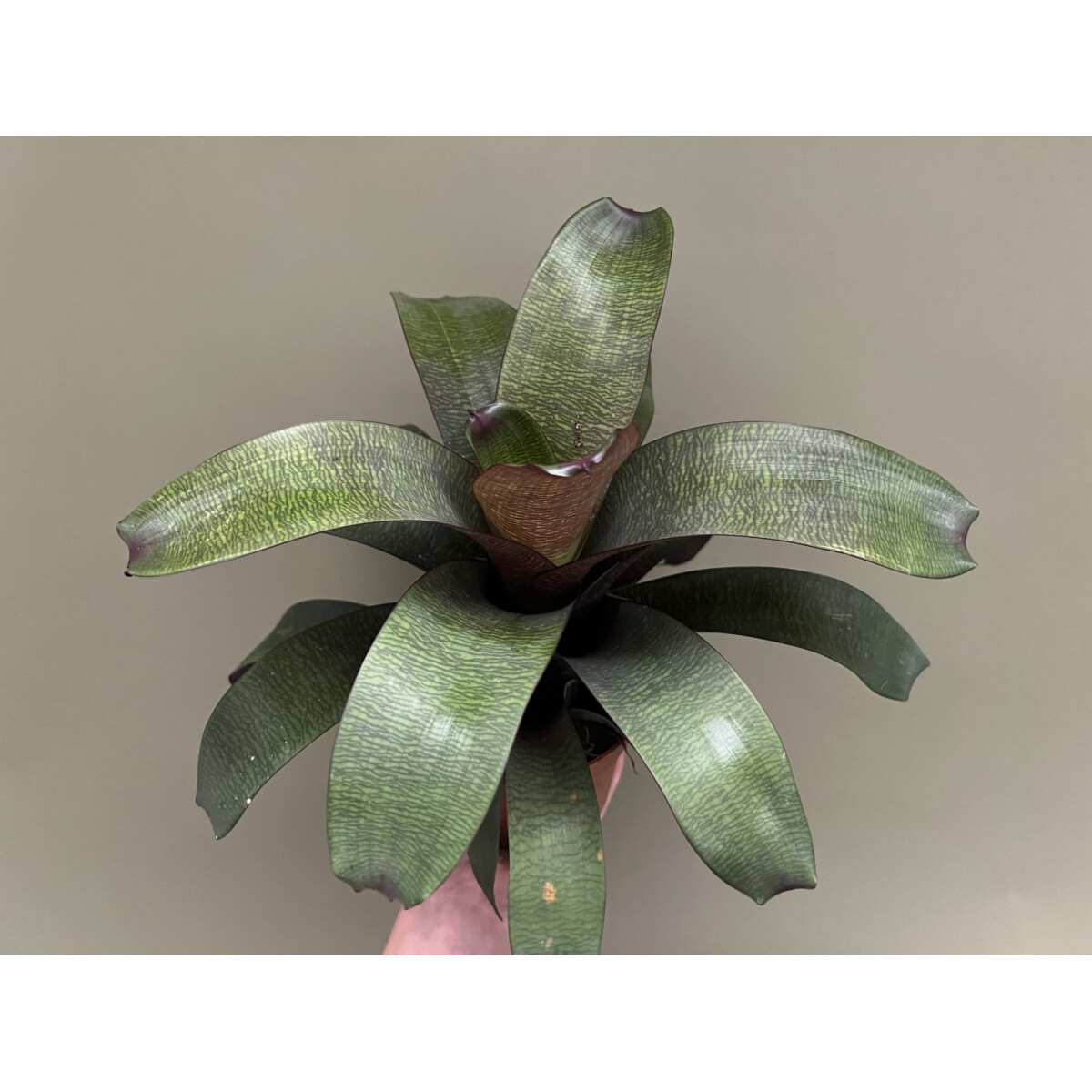 Vriesea fenestralis L box