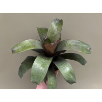 Vriesea fenestralis L