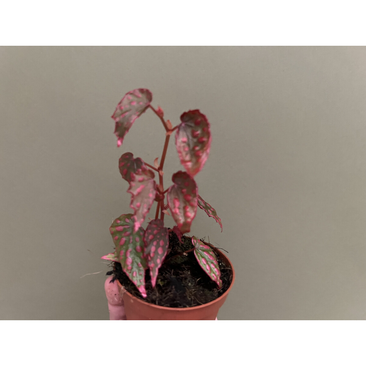 Begonia Pink Lady box