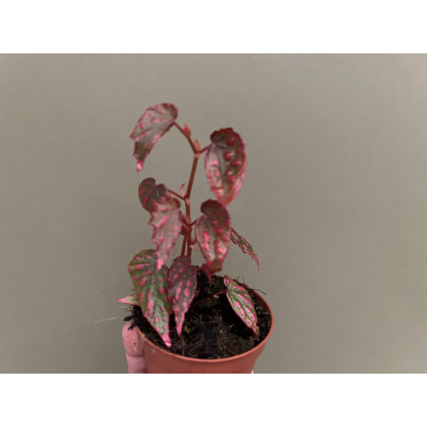 Begonia Pink Lady