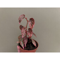 Begonia Pink Lady