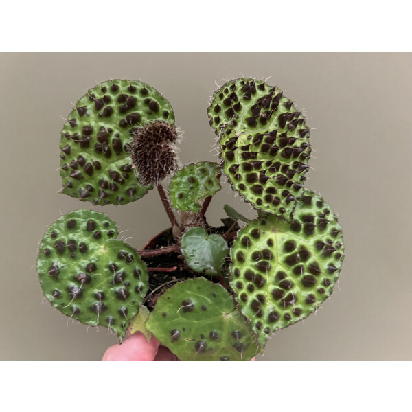 Begonia ferox