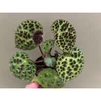 Begonia ferox